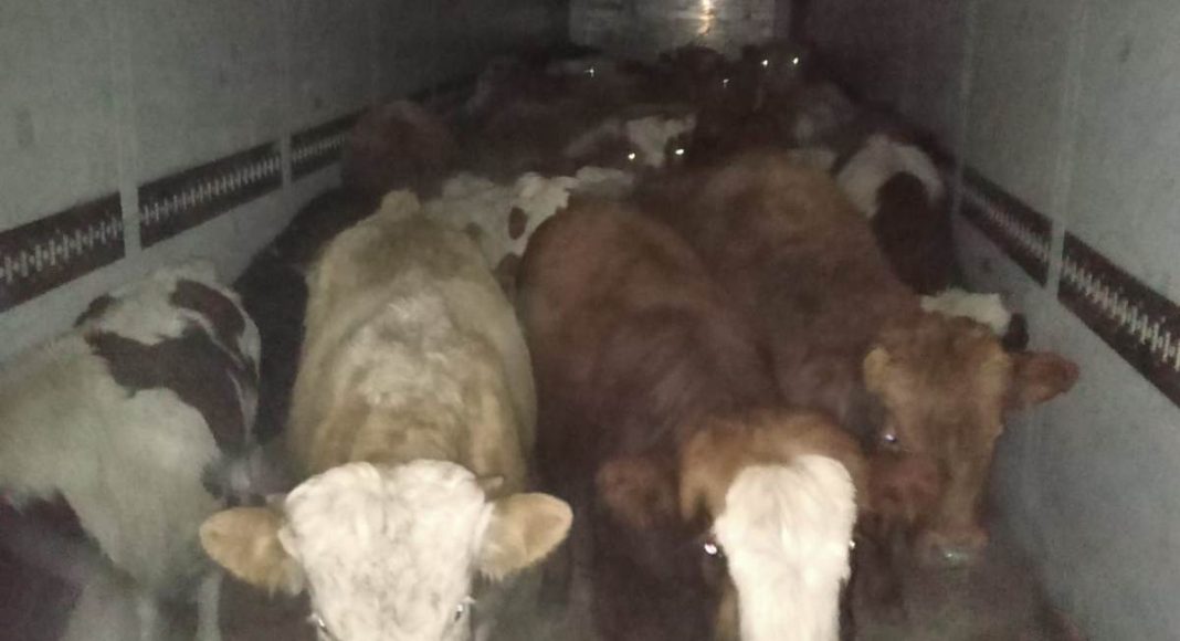 Фото Управления Россельхознадзора Фото Управления Россельхознадзора