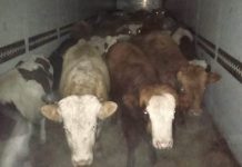 Фото Управления Россельхознадзора