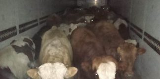 Фото Управления Россельхознадзора