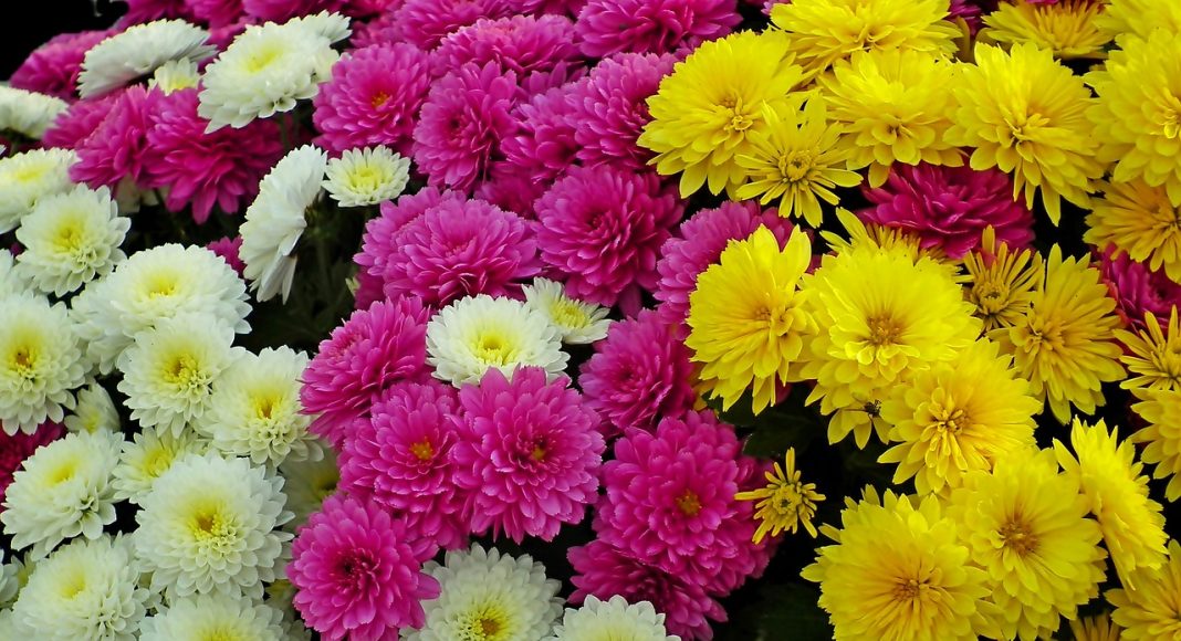 Хризантемы. Изображение из фотобанка Хризантемы. Изображение из фотобанка