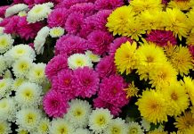 Хризантемы. Изображение из фотобанка