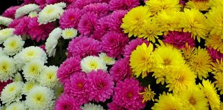 Хризантемы. Изображение из фотобанка