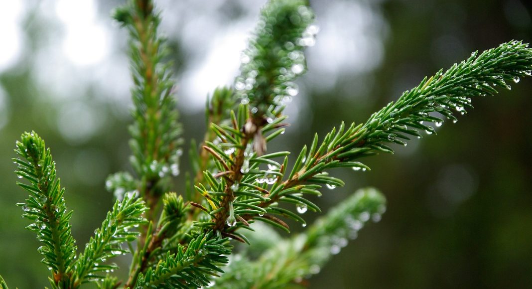 Лес. Ель. Пихтовые. Изображение из фотобанка