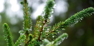 Лес. Ель. Пихтовые. Изображение из фотобанка