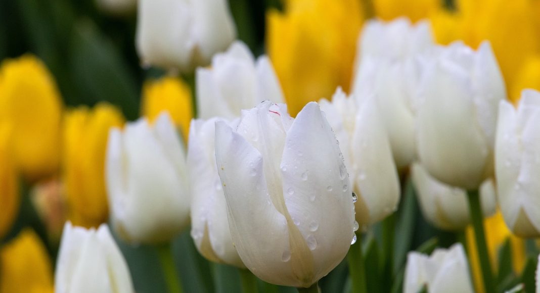 Тюльпаны. Изображение из фотобанка