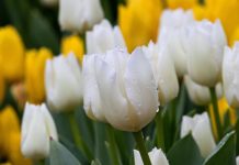 Тюльпаны. Изображение из фотобанка