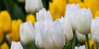 Тюльпаны. Изображение из фотобанка