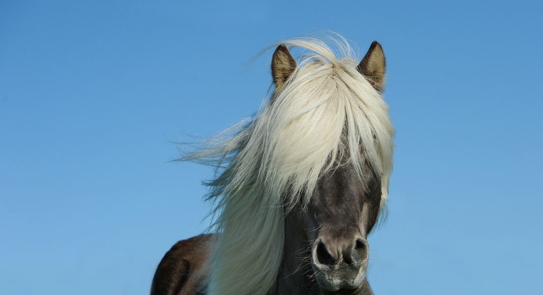 Лошадь. Изображение из фотобанка