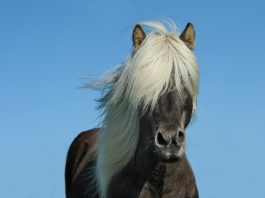 Лошадь. Изображение из фотобанка