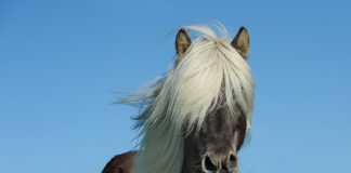 Лошадь. Изображение из фотобанка