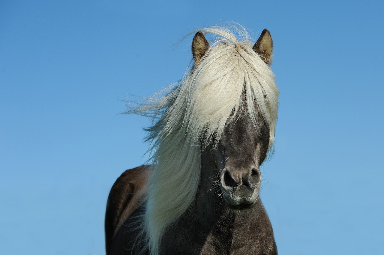 Лошадь. Изображение из фотобанка