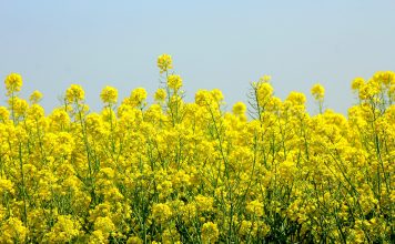 Хакасия увеличила урожайность рапса на 80% и обогнала другие регионы Сибири Рапс