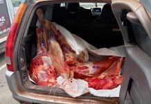 Мясо. Фото предоставлено Россельхознадзором по РХ