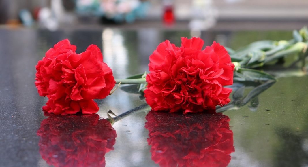 Гвоздики. Изображение из фотобанка