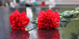 Гвоздики. Изображение из фотобанка