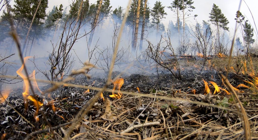 Лесной пожар. Фото предоставлено пресс-службой Минлеса РХ