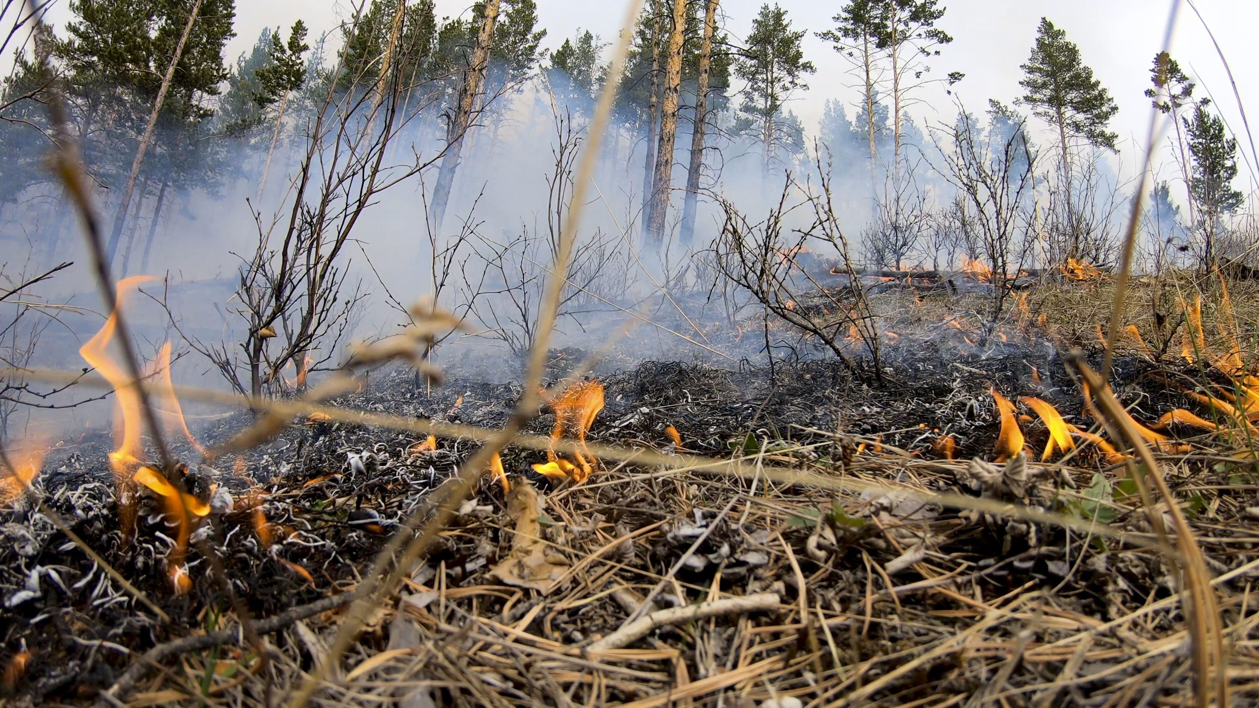 Лесной пожар. Фото предоставлено пресс-службой Минлеса РХ