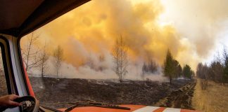 Фото предоставлено пресс-службой Минлеса Хакасии