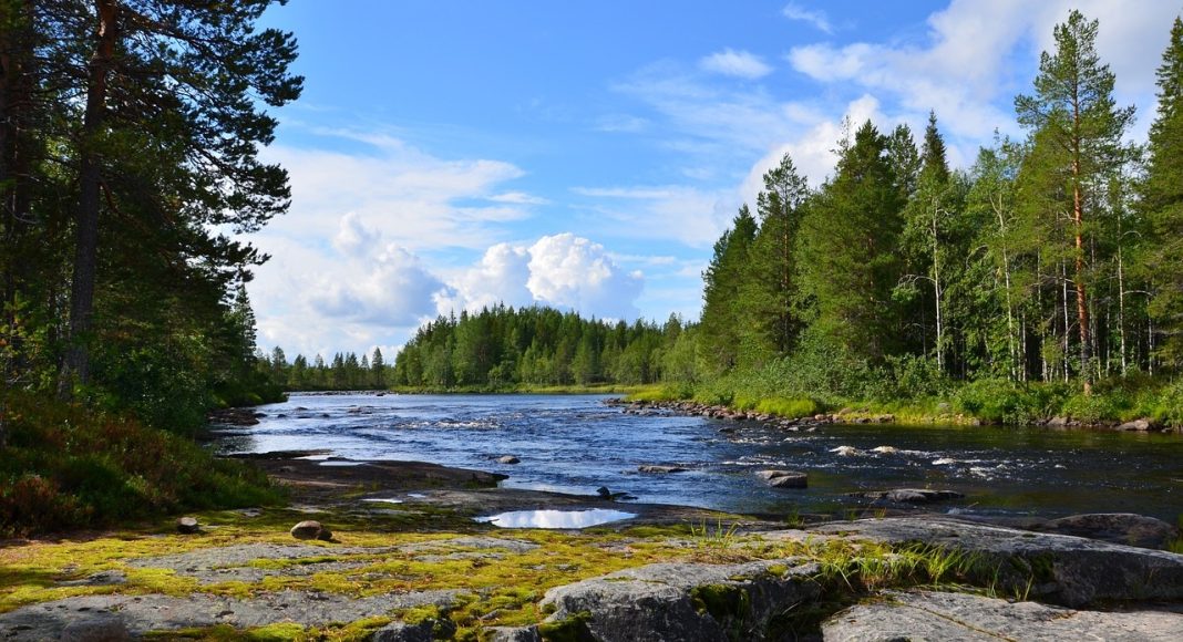 Тайга. Природный парк. Лес. Река. Изображение из фотобанка