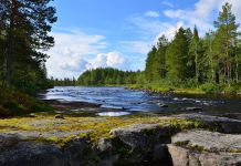 Тайга. Природный парк. Лес. Река. Изображение из фотобанка