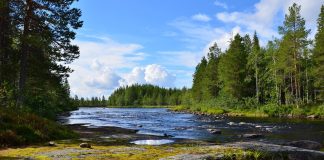 Тайга. Природный парк. Лес. Река. Изображение из фотобанка