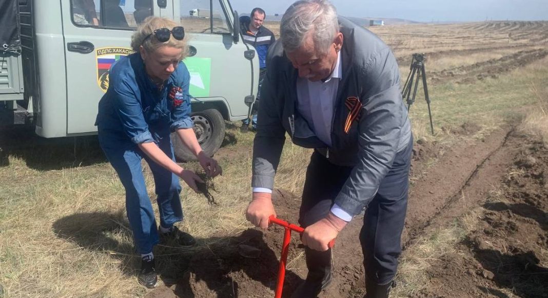 Белоногов высаживает сосны. Фото из телеграм-канала главы Черногорска