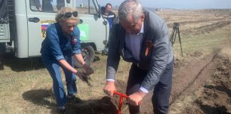 Белоногов высаживает сосны. Фото из телеграм-канала главы Черногорска