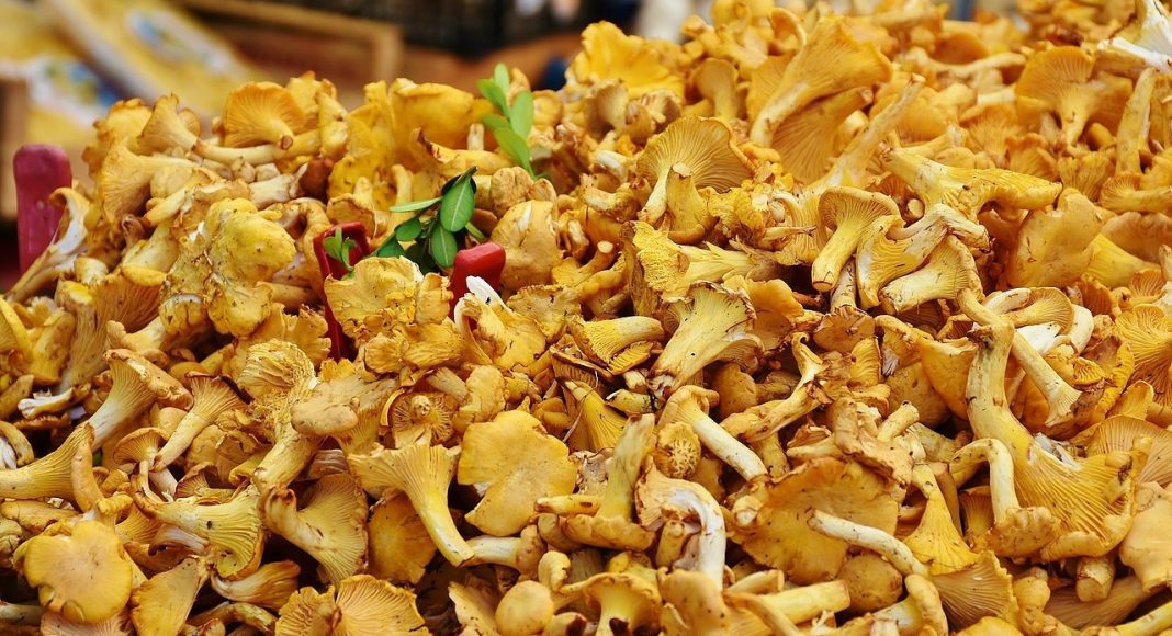 Грибы лисички. Изображение из фотобанка