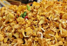 Грибы лисички. Изображение из фотобанка