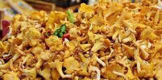 Грибы лисички. Изображение из фотобанка