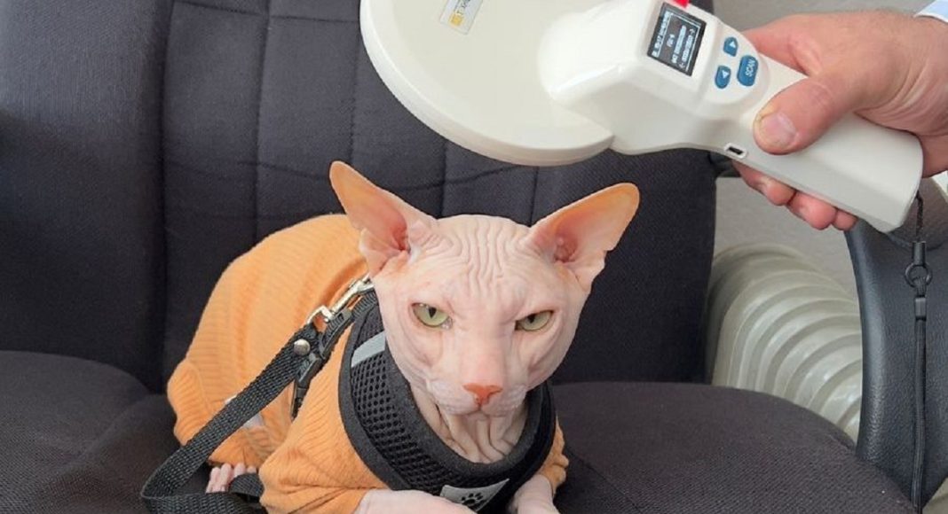 Чипирование. Фото представлено пресс-службой Россельхознадзора по РХ