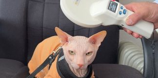 Чипирование. Фото представлено пресс-службой Россельхознадзора по РХ