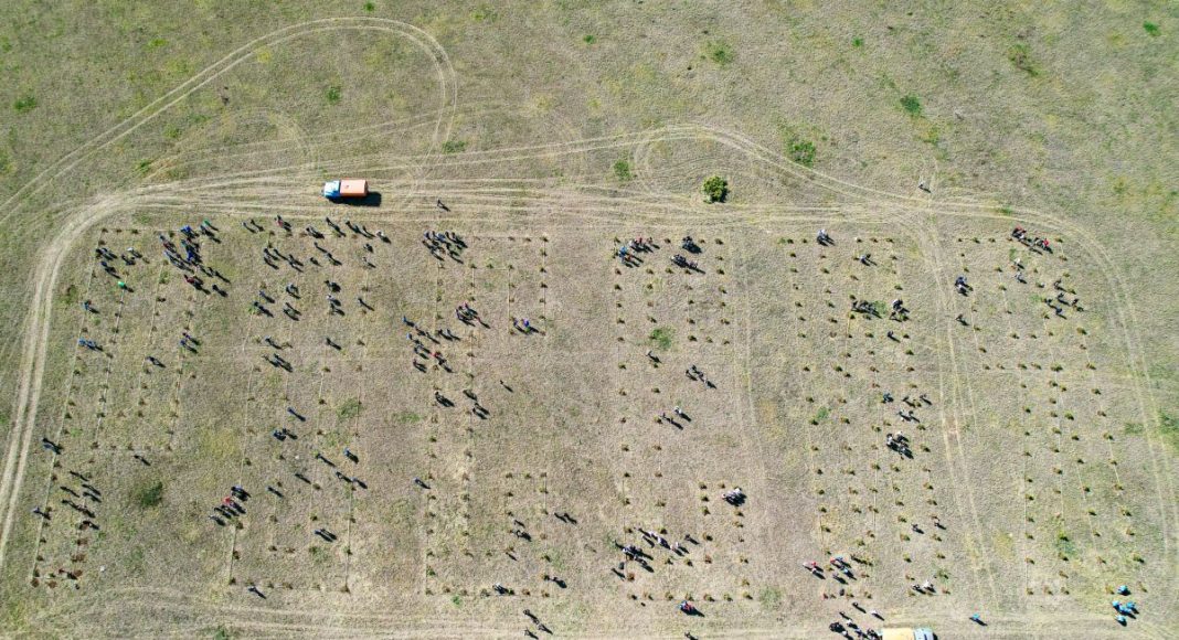 Высадка саженцев для соснового геоглифа. Фото: r-19.ru Высадка саженцев для соснового геоглифа. Фото: r-19.ru