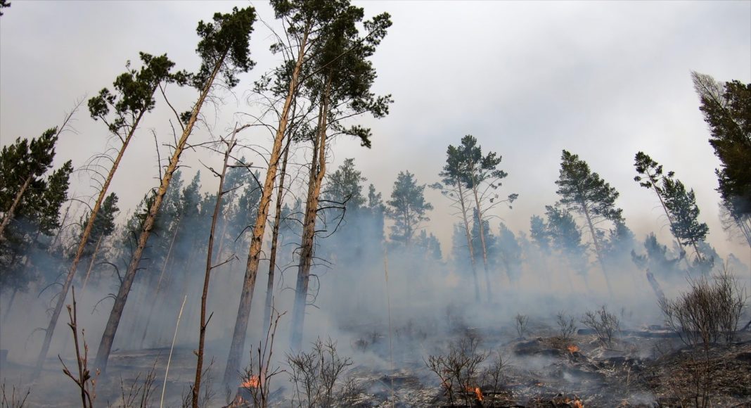 Фото предоставлено пресс-службой Минлеса РХ