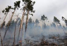 Фото предоставлено пресс-службой Минлеса РХ