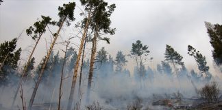 Фото предоставлено пресс-службой Минлеса РХ