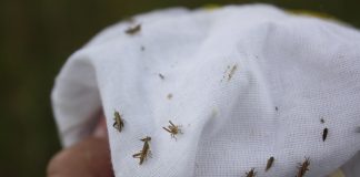 Фото со страницы Минсельхоза РХ