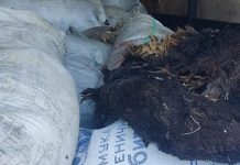 Фото из телеграм-канала Россельхознадзора РХ