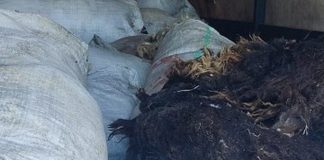 Фото из телеграм-канала Россельхознадзора РХ