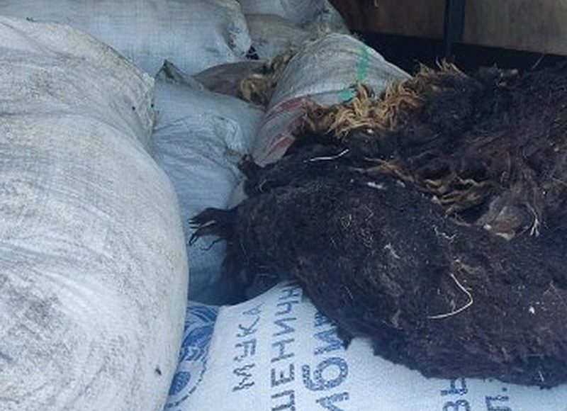 Фото из телеграм-канала Россельхознадзора РХ Фото из телеграм-канала Россельхознадзора РХ