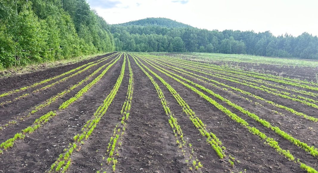 Фото предоставлено пресс-службой Минлеса РХ
