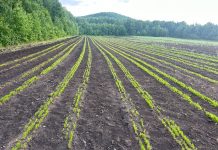 Фото предоставлено пресс-службой Минлеса РХ