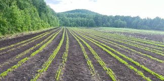 Фото предоставлено пресс-службой Минлеса РХ