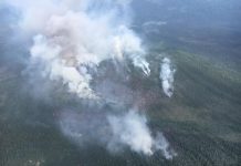 Фото предоставлено пресс-службой Минлеса РХ