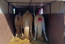 Фото предоставлено пресс-службой Россельхознадзора РХ