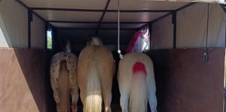 Фото предоставлено пресс-службой Россельхознадзора РХ