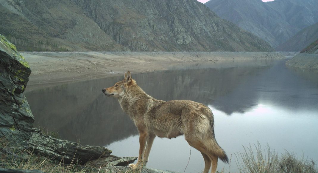 Фото предоставлено пресс-службой заповедника «Саяно-Шушенский»