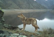 Фото предоставлено пресс-службой заповедника «Саяно-Шушенский»