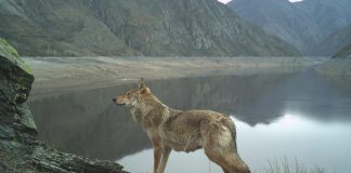 Фото предоставлено пресс-службой заповедника «Саяно-Шушенский»