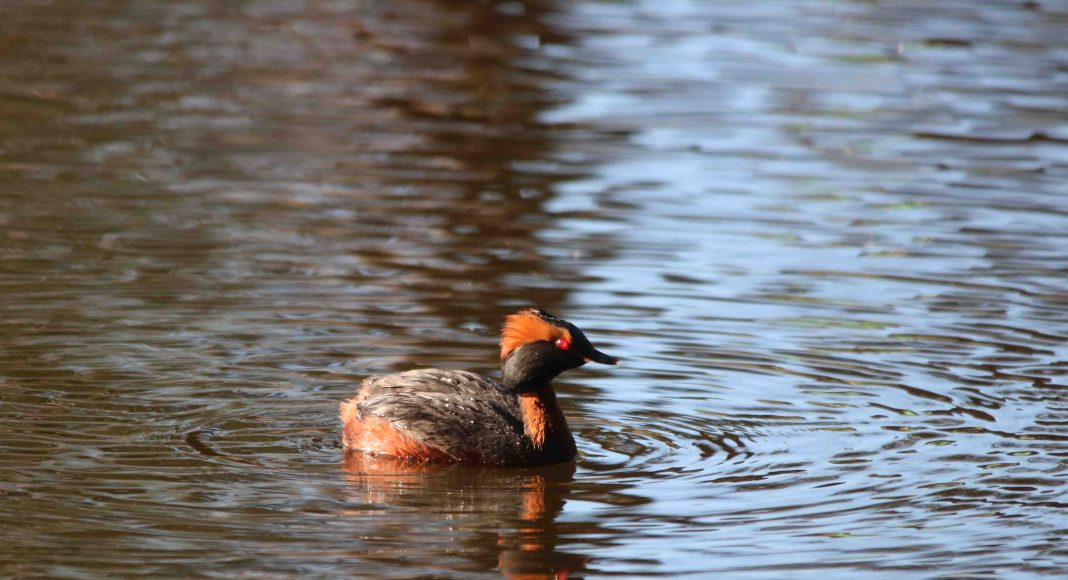 Фото предоставлено пресс службой заповедника «Саяно-Шушенский» С. Петров, А. Третьяков